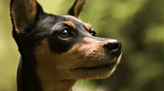 Англійська іграшка тер'єр